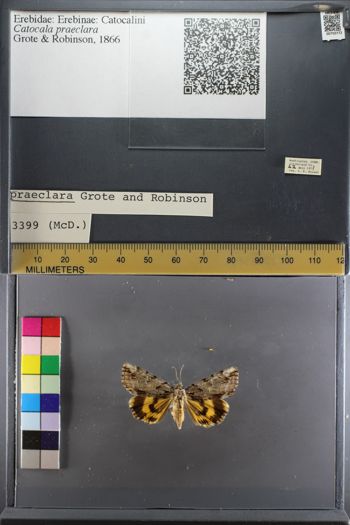 Media type: image;   Entomology 750772